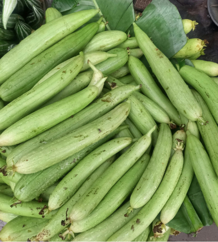 Sponge gourd